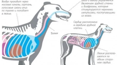 Bolezni respiratornega sistema